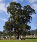 Gum - Blakely's Red : Eucalyptus blakelyi