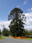 Bunya Pine : Araucaria bidwillii