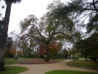 Oak - Pin : Quercus palustris