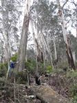 Ash - White : Eucalyptus fraxinoides