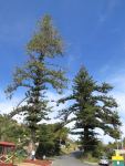 Norfolk Island Pine : Araucaria excelsa