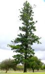 Hoop Pine : Araucaria cunninghamii