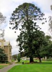 Bunya Pine : Araucaria bidwillii