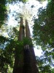 Bunya Pine : Araucaria bidwillii