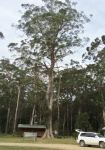 Brown Barrel : Eucalyptus fastigata