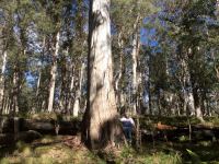 Gum - Manna, Ribbon : Eucalyptus viminalis