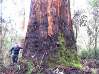 Karri "Crown" : Eucalyptus diversicolor