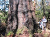 Jarrah "Brockman" : Eucalyptus marginata
