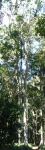 Quandong - Silver : Elaeocarpus kirtonii