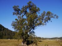 She-oak : Casuarina cunninghamiana