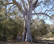 Gum - Scribbly Hard-leaved : Eucalyptus sclerophylla