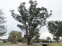 Mahogany - Swamp : Eucalyptus robusta