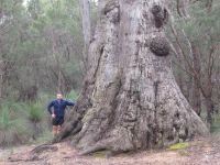 Jarrah  "Reservoir" : Eucalyptus marginata
