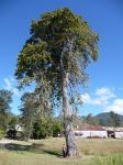 Leichhardt Tree : Nauclea orientalis
