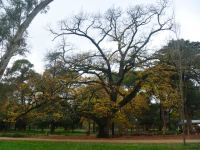 Oak : Quercus robur