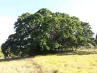 Fig - White : Ficus virens