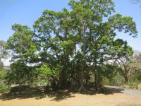 Fig - White : Ficus virens