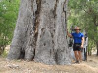 Tuart "Grand" : Eucalyptus gomphocephala