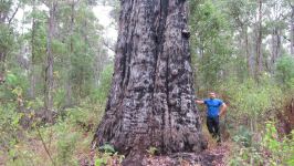 Jarrah : Eucalyptus marginata
