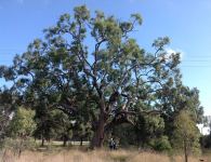 Apple - Rough-barked : Angophora floribunda