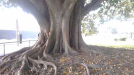 Fig - Moreton Bay : Ficus macrophylla