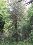 Pine - Umbrella : Sciadopitys verticillata