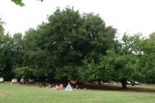 Oak - Chestnut-leaved : Quercus castaneifolia