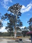 Gum - Scribbly : Eucalyptus racemosa