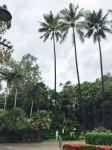 Palm - Coconut : Cocos nucifera