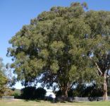 Ash - Silvertop : Eucalyptus sieberi