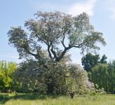 White Cedar : Melia azedarach