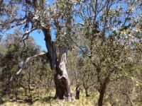 Gum - Snow : Eucalyptus pauciflora