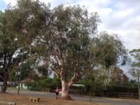 Gum - Wallangarra White : Eucalyptus scoparia