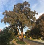Peppermint - Narrow-leaved Black : Eucalyptus nicholli