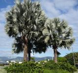 Palm - Bismark : Bismarckia nobilis