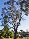 Box - Long-leaved, Bundy : Eucalyptus goniocalyx