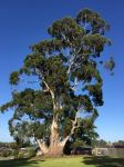 Gum - Mountain Grey "Settlement Giant" : Eucalyptus cypellocarpa