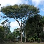Brazilian Firetree  : Schizolobium parahyba