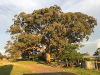 Box - Yellow "Eywa" : Eucalyptus melliodora