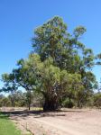 Gum - River Red  : Eucalyptus camaldulensis