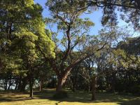 Mahogany - Swamp : Eucalyptus robusta