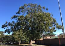 Stringybark - White : Eucalyptus globoidea