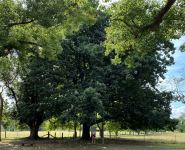 Oak - Daimyo : Quercus dentata