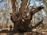 Gum - River Red 'Gnarly Tree' : Eucalyptus camaldulensis