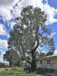 Apple - Argyle : Eucalyptus cinerea