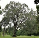 Gum - Bogong : Eucalyptus chapmaniana