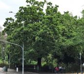 Oak - Sessile : Quercus petraea