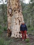 Wandoo - Powderbark : Eucalyptus accedens