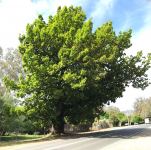 Oak - Algerian : Quercus canariensis