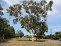 Gum - Poplar : Eucalyptus platyphylla